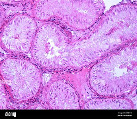 what are sertoli cells|sertoli cells only.